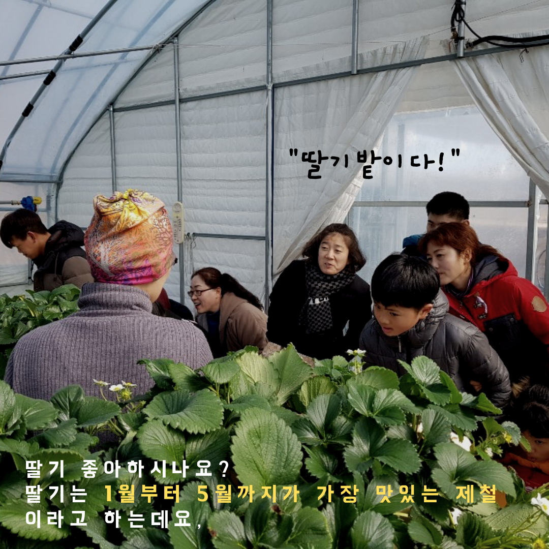 비닐하우스 안의 딸기밭을 구경하는 이용인과 가족들.png