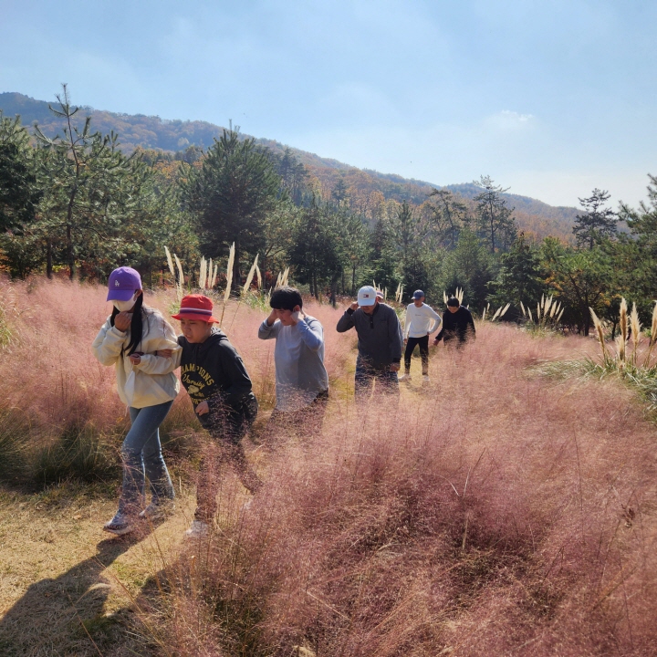 사진설명입니다.  보성 윤제림의 핑크뮬리 조성지를 걷고 있는 이용인들의 모습니다.
