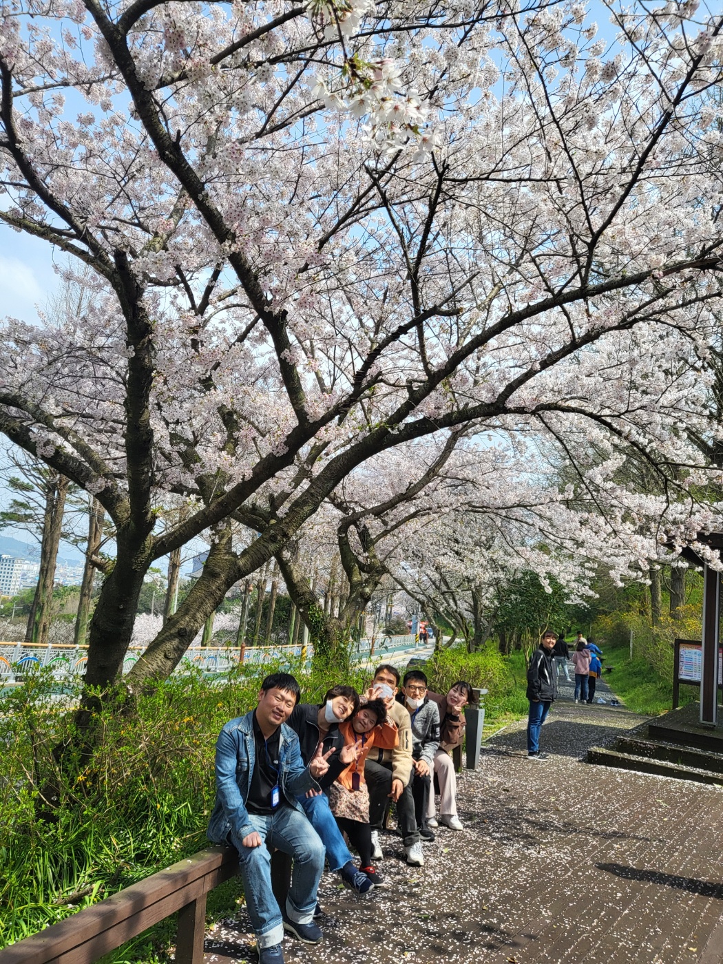 만개한 벚꽃을 배경으로 이용인과 교사가 벤치에 앉아 함께 찍은 사진입니다.