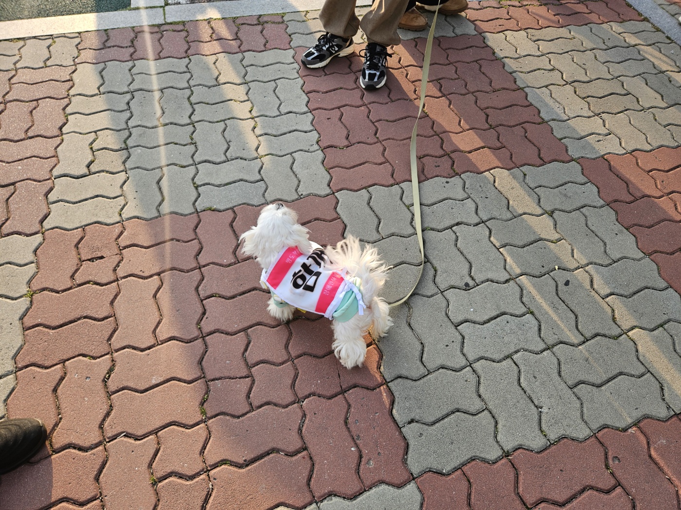 강아지에게 장애인식개선메세지를 담은 조끼를 입혀놓은 모습의 사진입니다. 
