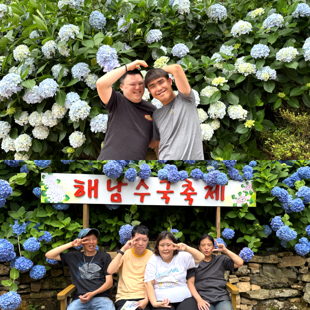 만개한 수국을 배경으로 찍은 기념사진으로 이용인 두명, 네명이 함께 찍은 사진 두장이 조합되어 있습니다. 