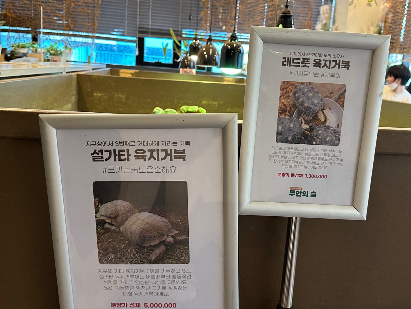 해당 페이지에는 설가카 육지거북과 레드풋 육지거북에 대한 설명이 적힌 게시물을 찍어놓은 사진입니다. 